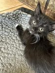 kattunge svart vit hona 12 veckor .