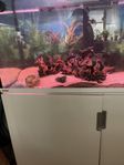 Clown Loach (Praktbotia)