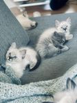Ragdoll kattungar 