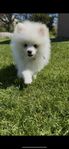 Pomeranian 