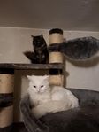 2 katter omplaceras