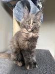 Maine coon kattungar med stamtavla