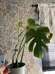 Monstera