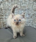 Raggdoll kattungar