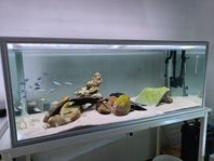 akvarium 310 liter