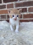 ljuvliga kattungar