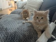 sibiriska röda kattungar med stamtavla 