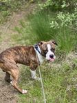American Staffordshire Terrier