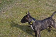 Miniatyrbullterrier hane SKK reggad