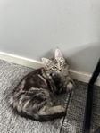 Main coon hona redo för flytt veckan efter midsommar