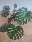 Stor monstera