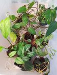 Växter Krukväxter Aroider Monstera Philodendron 