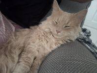 katt 
