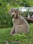 Weimaraner söker nya hem