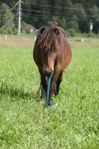 3 årig valack