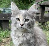 underbara Maincoon blandisar hundvana
