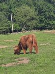 Ung highland cattletjur