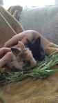 Fluffiga kaninungar