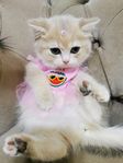 katt