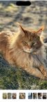 katten Ozzy