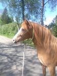 3-årigt welshpartbreed sto 