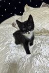 kattunge 