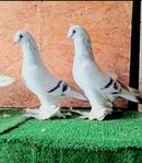 Turkiska duvor Mardin 