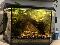 Akvarium