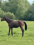Halvblod dressur hoppe
