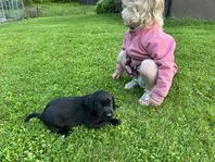 Labradorvalpar