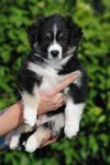 Miniature American Shepherd
