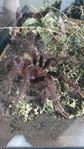 fågelspindel (Theraphosa apophysis)