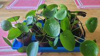 Elefantöron Maranta