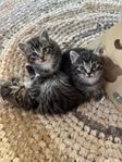 kattunge 