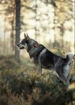 Tracker Bark