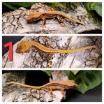 Ögonfransgeckojuveniler
