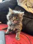Kattunge leveransklar 13 Juli