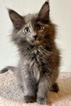 Norsk Skogkatt med Stamtavla