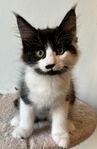 Norsk Skogkatt med Stamtavla