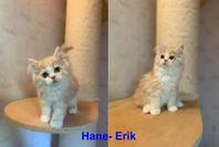 Långhåriga kattungar