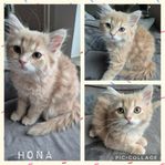 Underbar hona 