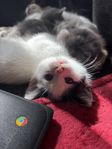 Kattunge leveransklar 13 Juli