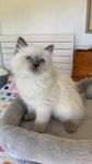 ragdoll Hona