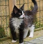 Maine Coon kattunge
