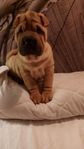 Bedårande söt charmig Shar pei tikvalp 19 veckor