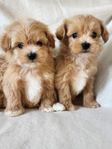 Maltipoo