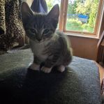 kattunge 
