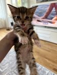 kattunge