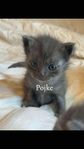 kattungar bondkatt 