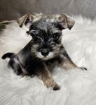 Dvärgschnauzer-Snorkie-Valpar
